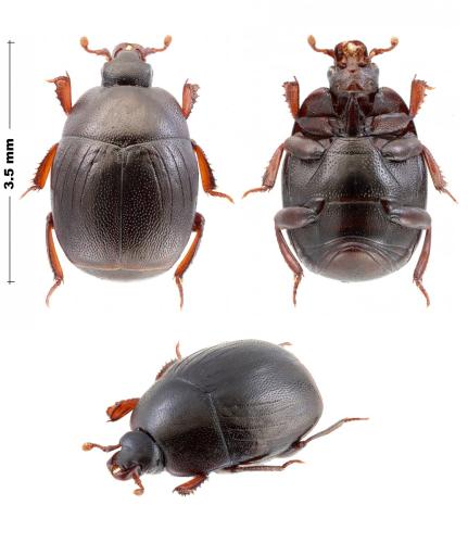 Gnathoncus communis